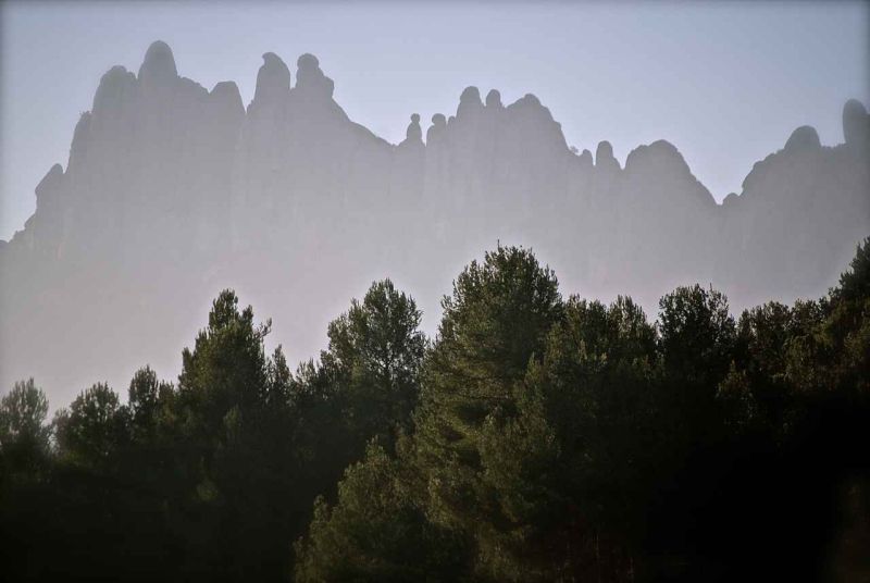 arbres i frares encantats.jpg